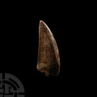 Fossil African 'T-Rex' Tooth. Cretaceous Period, 145-65 million years B.P. A large dinosaur tooth from Carcharodontosaurus saharicus (African T-Rex), ...