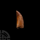 Large North African 'T-Rex' Dinosaur Fossil Tooth. Cretaceous Period, 145-65 million years B.P. A large fossil Carcharodontosaurus saharicus (African ...