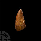 Fossil African 'T-Rex' Tooth. Cretaceous Period, 145-65 million years B.P. A large dinosaur tooth from Carcharodontosaurus saharicus (African T-Rex), ...