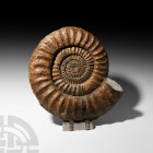 Giant British Fossil Ammonite. Jurassic Period, c.200 million years B.P. A very large fossil ammonite Paracoroniceras sp. showing well preserved ribs;...