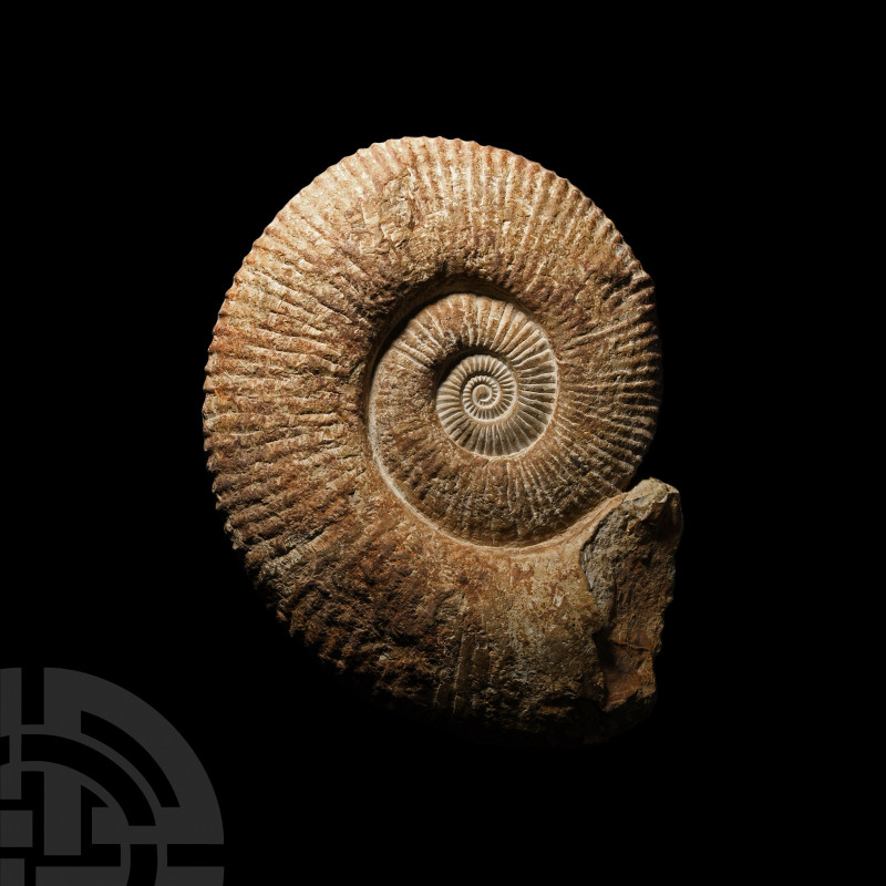 Giant Fossil Ammonite. Cretaceous Period, c.120 million years B.P. A very large ...