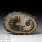 Russian Uncoiled Opalescent Heteromorph Fossil Ammonite. Cretaceous Period, c.120 million years B.P. A museum-quality uncoiled opalescent Heteromorph ...