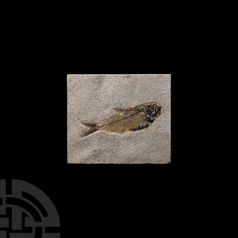 Diplomystus Fossil Fish in Matrix. Eocene Period, 58-36 million years B.P. A Dip...