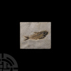Diplomystus Fossil Fish in Matrix. Eocene Period, 58-36 million years B.P. A Diplomystus sp. fossil fish in a rectangular matrix. 580 grams, 12.5 x 10...