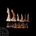 Obchopristis Giant Sawfish Fossil Tooth Group. Cretaceous Period, 145-65 million years B.P. A group of twenty Obchopristis numidus giant sawfish teeth...