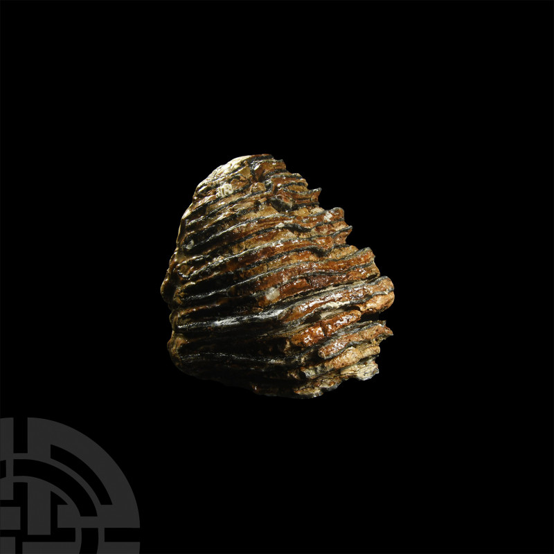Woolly Mammoth Fossil Tooth. Devensian Period, 110,000-12,000 years B.P. A wooll...
