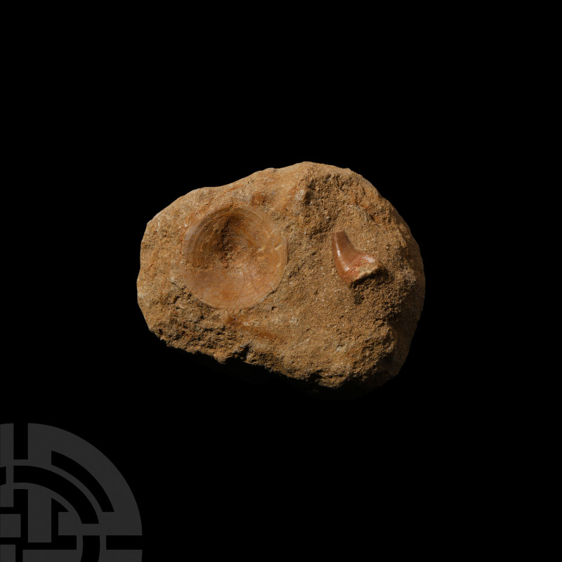 Fossil Mosasaur Tooth and Shark Vertebrae in Matrix. Upper Cretaceous Period, c....