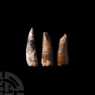 Spinosaurus Dinosaur Fossil Tooth Group. Cretaceous Period, Aptian phase, 125-113 million years B.P. A group of three large Spinosaurs maroccanus foss...