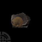 Ordovician Age Jellyfish. Ordovician Period, 485-444 million years B.P. A rare and well-preserved soft-bodied jellyfish fossil in an irregular matrix....