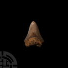 Megalodon Fossil Giant Shark Tooth. Pliocene Period, 5.2-2.5 million years B.P. A large Carcharocles megalodon shark tooth with some good polished too...