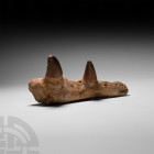 Mosasaur Fossil Jaw Section. Cretaceous Period, 145-65 million years B.P. A lower jaw section displaying two teeth from the marine lizard Mosasaur pro...