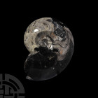 Large Polished Fossil Goniatite. Devonian Period, 385-359 million years B.P. A free-standing Sporadoceras sp. goniatite, polished through the shell to...