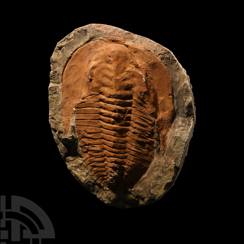Large Cambropallas Trilobite. Devonian Period, c.400 million years B.P. A large ...