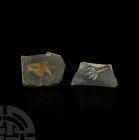 Fossil Brittle Star Group. Ordovician Period, 485-444 million years B.P. A group of two Ophiuroidea sp. fossil brittle stars, each on a matrix. 140 gr...