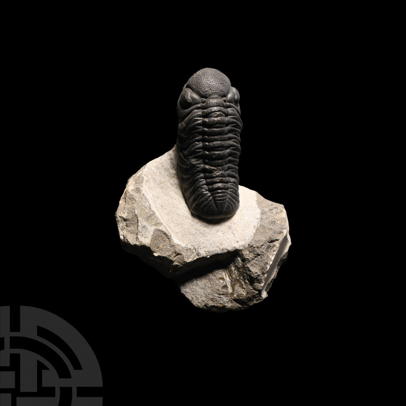 Reedops Fossil Trilobite. Devonian Period, 417-354 million years B.P. A fossil R...