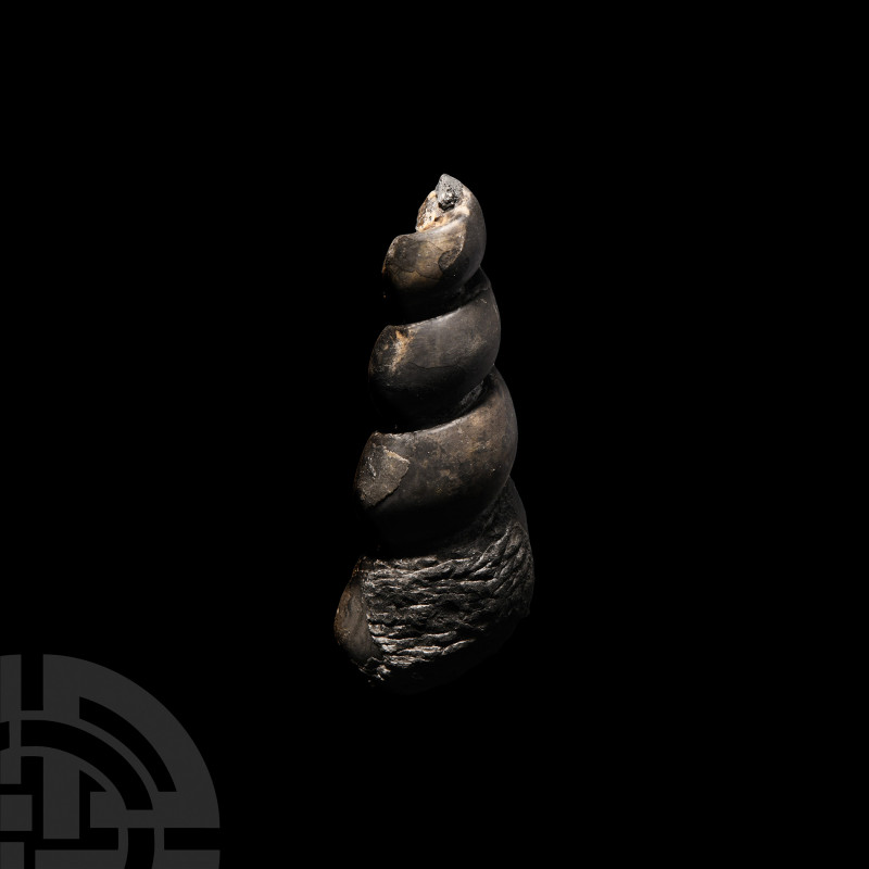 Fossil Gastropod. Cretaceous Period, 145-65 million years B.P. A fossil Turritel...