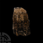 Cut and Polished Pucalithus Stromatolite Display Section. Cretaceous Period, 145-66 million years B.P. A cut and polished Pucalithus stromatolite sect...