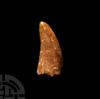 African 'T-Rex' Fossil Tooth. Cretaceous Period, 100-93 million years B.P. A large fossil tooth from Carcharodontosaurus saharicus (African T-rex), sh...