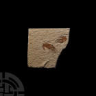 Fossil Shrimps in Matrix. Cretaceous Period, c.110 million years B.P. A pair of fossil Carpopenaeus callirostris shrimps in a matrix. 165 grams, 93 x ...