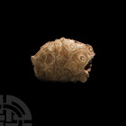 Polished Fossil Coral. Carboniferous Period, c.320 million years B.P. A polished fossil coral, showing internal chambers and structure. 180 grams, 93 ...