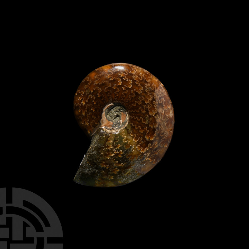 Polished Fossil Ammonite. Cretaceous Period, 113-100 million years B.P. A fossil...