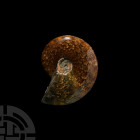 Polished Fossil Ammonite. Cretaceous Period, 113-100 million years B.P. A fossil Cleoniceras sp. ammonite, polished to reveal the dividing gas chamber...