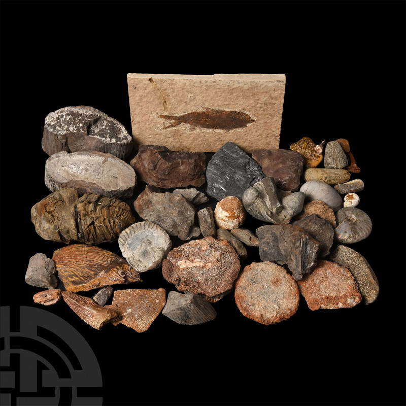 Fossil Collection. Carboniferous to Jurassic Period, 359-145 million years B.P. ...