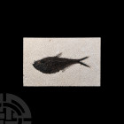 Fossil Diplomystus Fish on Matrix. Eocene Period, 58-36 million years B.P. A fossil Diplomystus sp. fish on a rectangular matrix. 926 grams, 22.5 x 14...