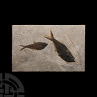 Fossil Knightia Fish Plate. Eocene Period, 58-36 million years B.P. A thick rectangular matrix containing two Knightia alta fish with a partial fossil...