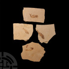 Fossil Fish in Matrix Group. A group of four sandstone matrices, each displaying complete, near complete or partial fossil fish to one or both faces. ...
