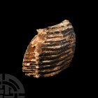 Adult Woolly Mammoth Fossil Tooth. Pleistocene Period, c. 800,000 B.P. A partial adult woolly mammoth Mammuthus primigenius tooth, with large root and...