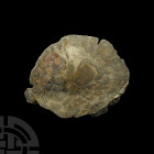 Large Cut Fossil Tree Trunk Slice. A fossil tree trunk slice revealing the internal structure of the tree on both faces. 1.1 kg, 25.5 cm (10 in.) From...