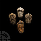 Fossil Calymene Trilobite Collection. Devonian Period, c.390 million years B.P. A group of four Calymene sp. fossil trilobites showing good details. 4...