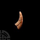 Raptor Dinosaur Fossil Claw. Cretaceous Period, 145-65 million years B.P. A fossilised raptor dinosaur claw, held in a box. 1.86 grams, 34 mm (1 3/8 i...