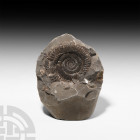 Whitby Dac Fossil Ammonite. Lower Jurassic Period, 201-174 million years B.P. A free-standing shale nodule containing a Dactylioceras commune sp. foss...