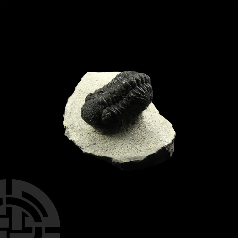 Phacops Fossil Trilobite. Devonian Period, 417-354 million years B.P. A Phacops ...