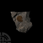 British Fossil Ammonite. Lower Jurassic Period, 201-199 million years B.P. A fossil ammonite Psiloceras planorbis in a matrix. 190 grams, 13 cm (5 1/8...