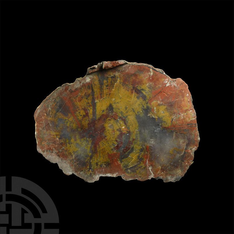 Large Cut Fossil Tree Trunk Slice. Jurassic Period, 199-145 million years B.P. A...