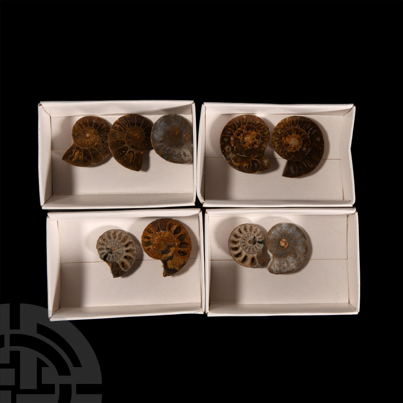 Cut and Polished Fossil Ammonite Halves. A group of nine cut and polished ammoni...