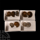 Cut and Polished Fossil Ammonite Halves. A group of nine cut and polished ammonite halves; held in four white card collector's trays. 48 grams total, ...