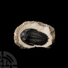 Metacanthina Fossil Trilobite. Devonian Period, 417-354 million years B.P. A Metacanthina barrandei trilobite on a matrix. 308 grams, 96 mm (3 3/4 in....
