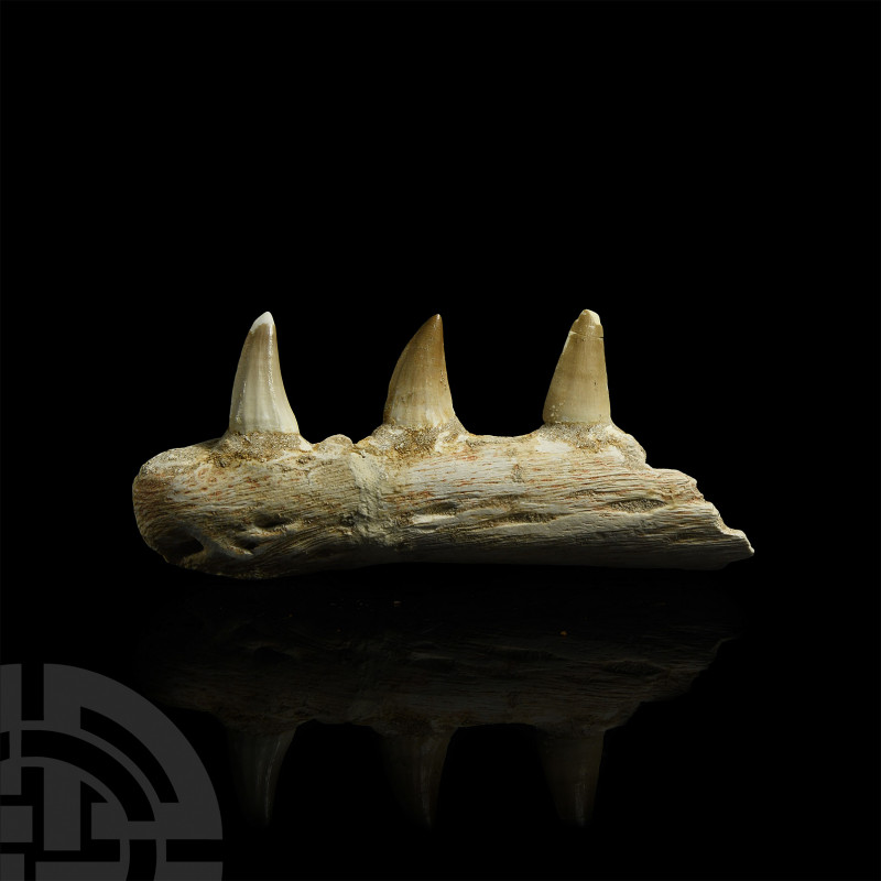 Mosasaur Fossil Jaw Section. Late Cretaceous Period, 145-65 million years B.P. A...