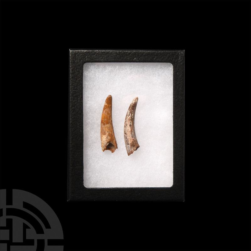 Pterosaur Dinosaur Fossil Tooth Pair. Cretaceous Period, Aptian Stage, 125-113 m...