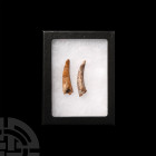 Pterosaur Dinosaur Fossil Tooth Pair. Cretaceous Period, Aptian Stage, 125-113 million years B.P. A pair of fossil teeth from the pterosaur Coloborhyn...