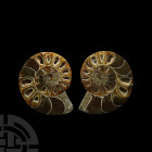 Cut and Polished Fossil Ammonite. Cretaceous Period, 145-65 million years B.P. A cut and polished Cleoniceras sp. ammonite displaying the distinctive ...