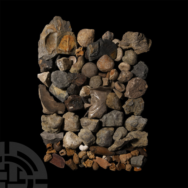 100 Mixed Historic Fossils. A mixed group of one hundred historic fossils of var...