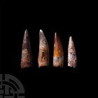 Spinosaurus Dinosaur Fossil Tooth Group. Cretaceous Period, 145-65 million years B.P. A group of four large Spinosaurs maroccanus teeth. 119 grams tot...