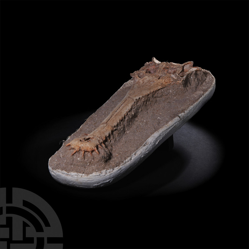 Argochampsa Fossil Crocodile Skull. Paleocene Period, 66-56 million years B.P. T...