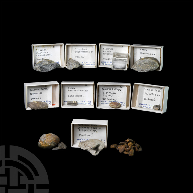Historic Fossil Collection. Jurassic to Eocene Period, 199-36 million years B.P....
