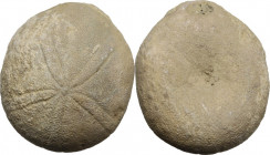 Fossil of a sea urchin (Pygurus depressus). 58 mm.